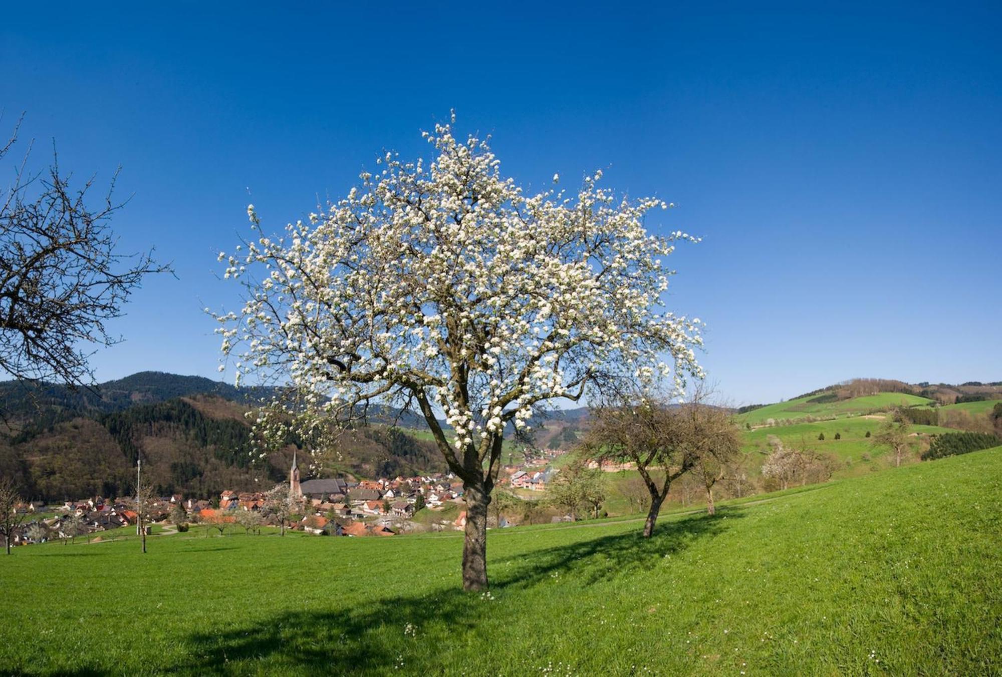 Ferienwohnungen Golla-Lang Oberharmersbach Esterno foto